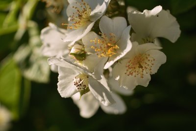 SDIM8238.jpg