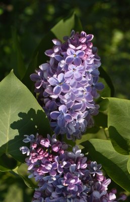 g3/59/257559/3/96785492.0Gln3Daz.jpg