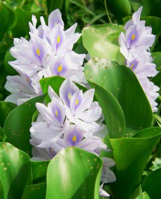 10110.JPG     water hyacinth (Eichhornia crassipes )