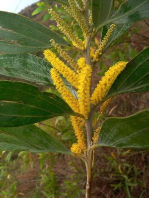 40179.JPG  j۫ (Acacia mangium)