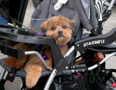 Puppy Stroller