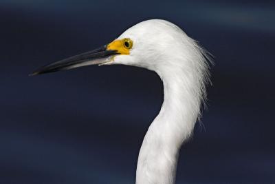 Snowy Egret closeup