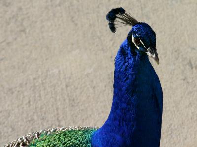 One of the local peacocks