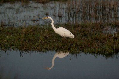 Dusk Egret