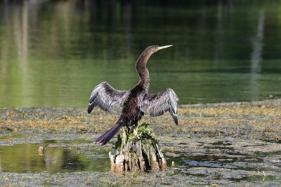 Anhinga