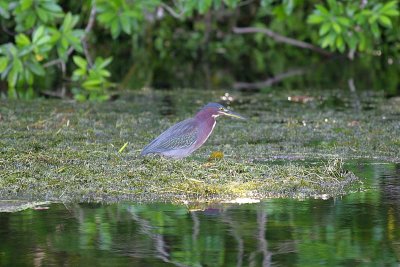 Green Heron