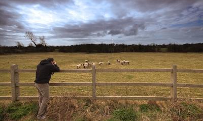 Photographing Sheeps