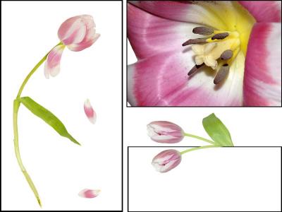 g3/59/348059/3/56472066.tulipe.jpg