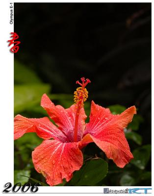 Miracles@Garden 