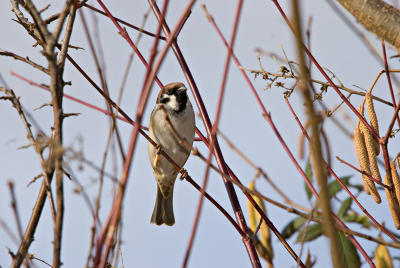 g3/59/439259/3/56267363.Sparrow.jpg