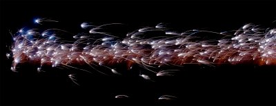 july_4_2009