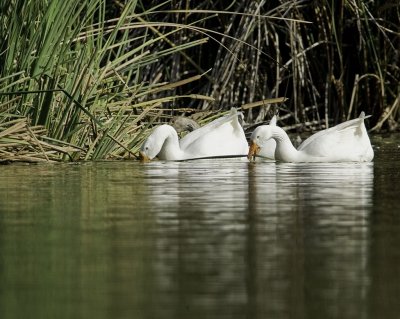 laguna_niguel_regional_park