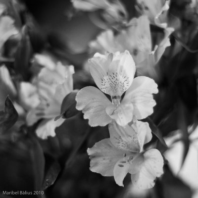 (365 - 284) Das y flores