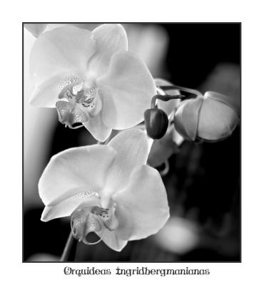 orquideas ingridbergmanianas.jpg