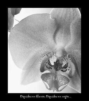 orquidea en blanco orquidea en negro.jpg