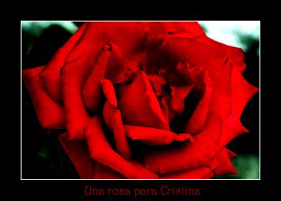 una rosa para cristina.jpg