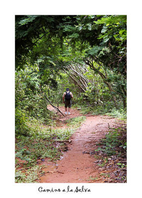 camino a la selva.jpg