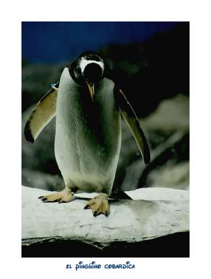 el pinguino cobardica.jpg