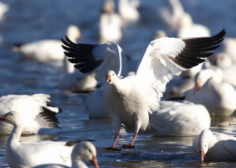 Bosque del Apache_94.JPG