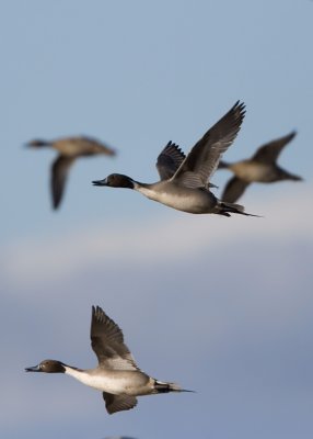 Bosque del Apache_216.JPG