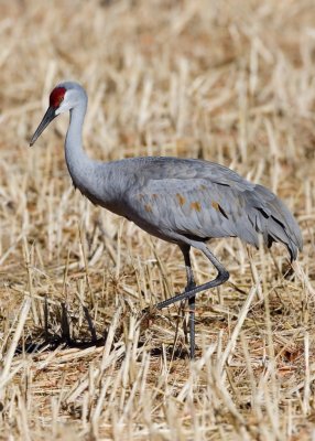 Bosque del Apache_287.JPG