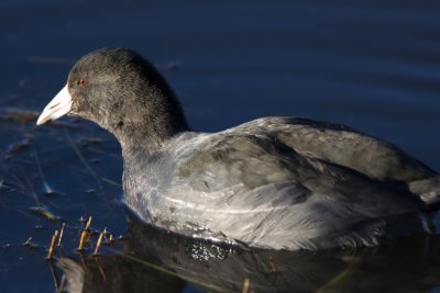 Bosque del Apache_52.JPG