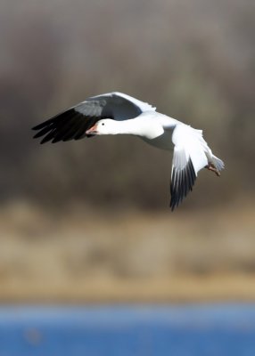 Bosque del Apache_71.JPG
