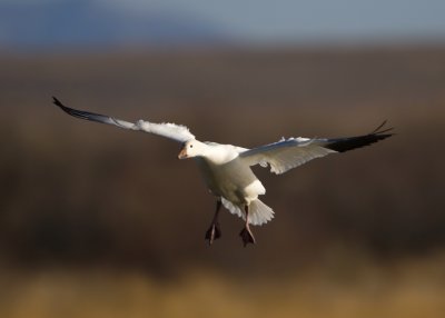 Bosque del Apache_77.JPG