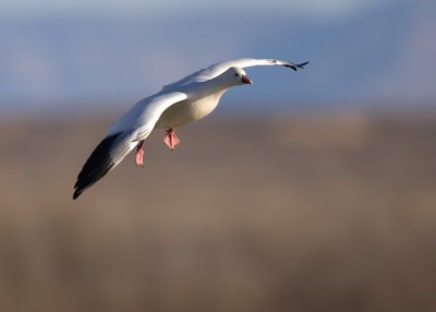 Bosque del Apache