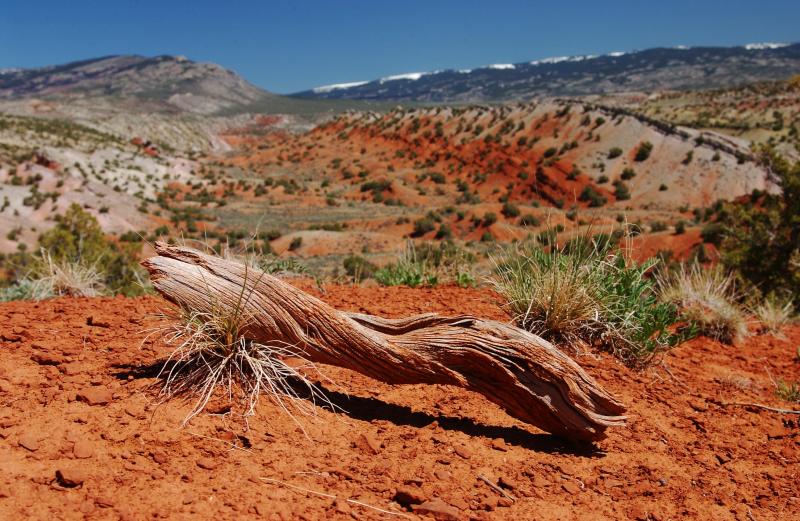 Dead Wood