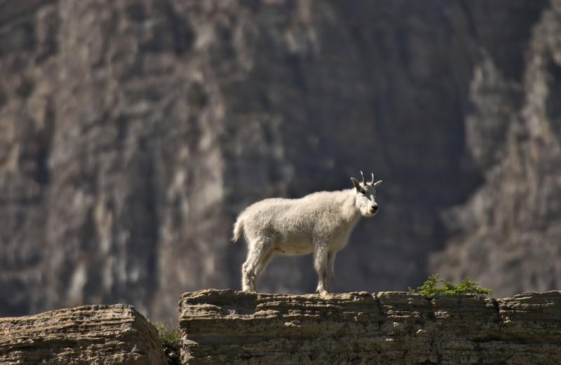Mountain Goat