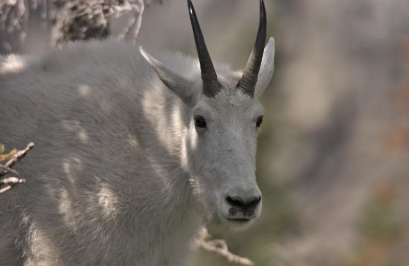Mountain Goat