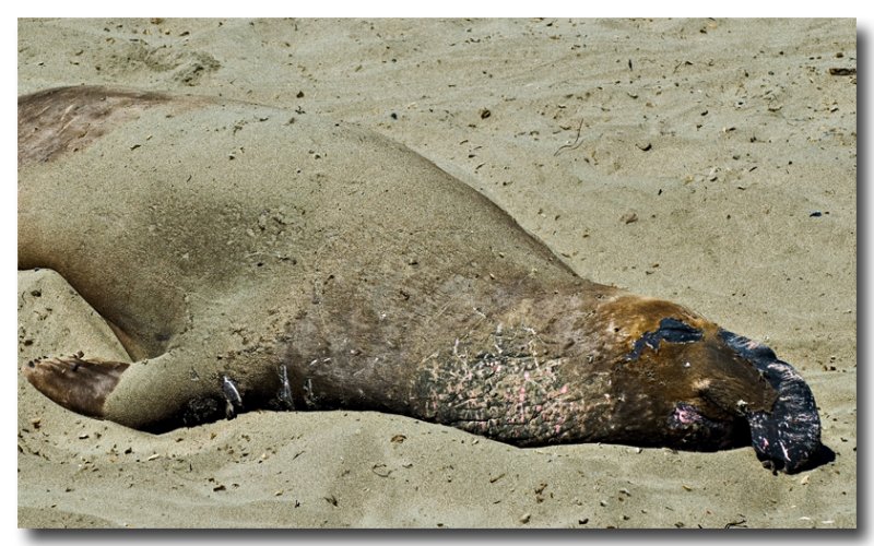 Beached Elephant Seal
