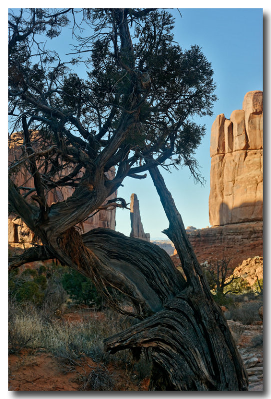 Juniper