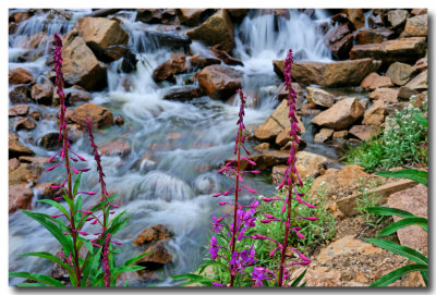 Vail Wildflowers