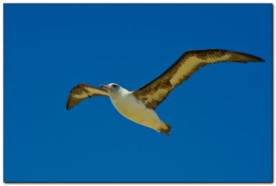 Albatross at Kaena Point