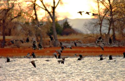 Barr Lake and Geese