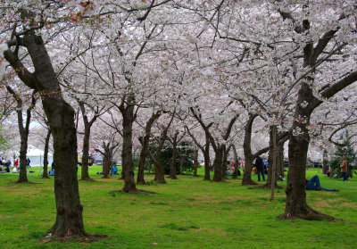 3/30/08 - Cherry Blossom Festival - Washington, DC