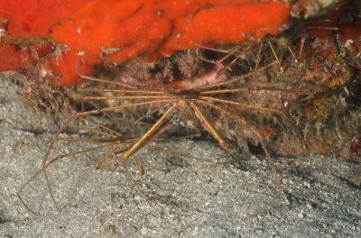 Arrow Crabs
