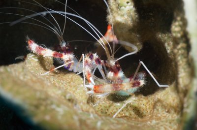 Banded Coral Shrimp