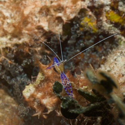Peterson Shrimp