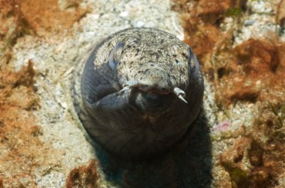 eel2.jpg