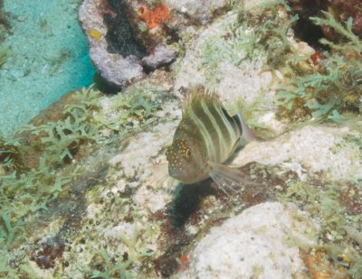 Redspotted Hawkfish