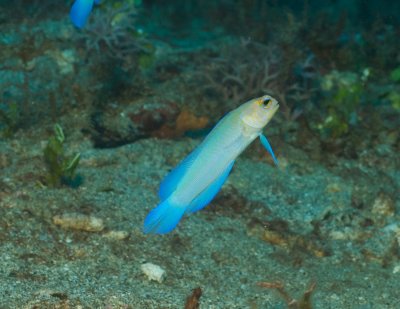 Yellowheaded Jawfish