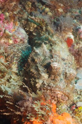 Scorpionfish