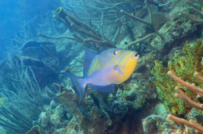 Queen Triggerfish