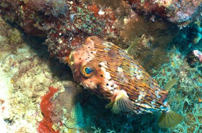Balloonfish
