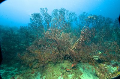 Gorgonia
