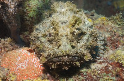 Its not a ROCKFISH!!!