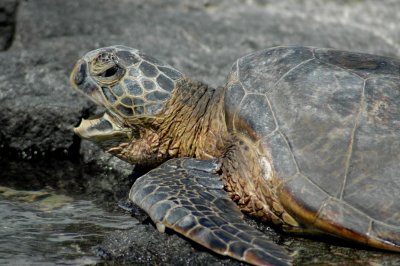 hawaiian green sea turtle4.jpg